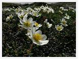 Dryas octopetala * Mountain Avens - Tromsdalstinden - July 2007 * 3680 x 2760 * (2.88MB)